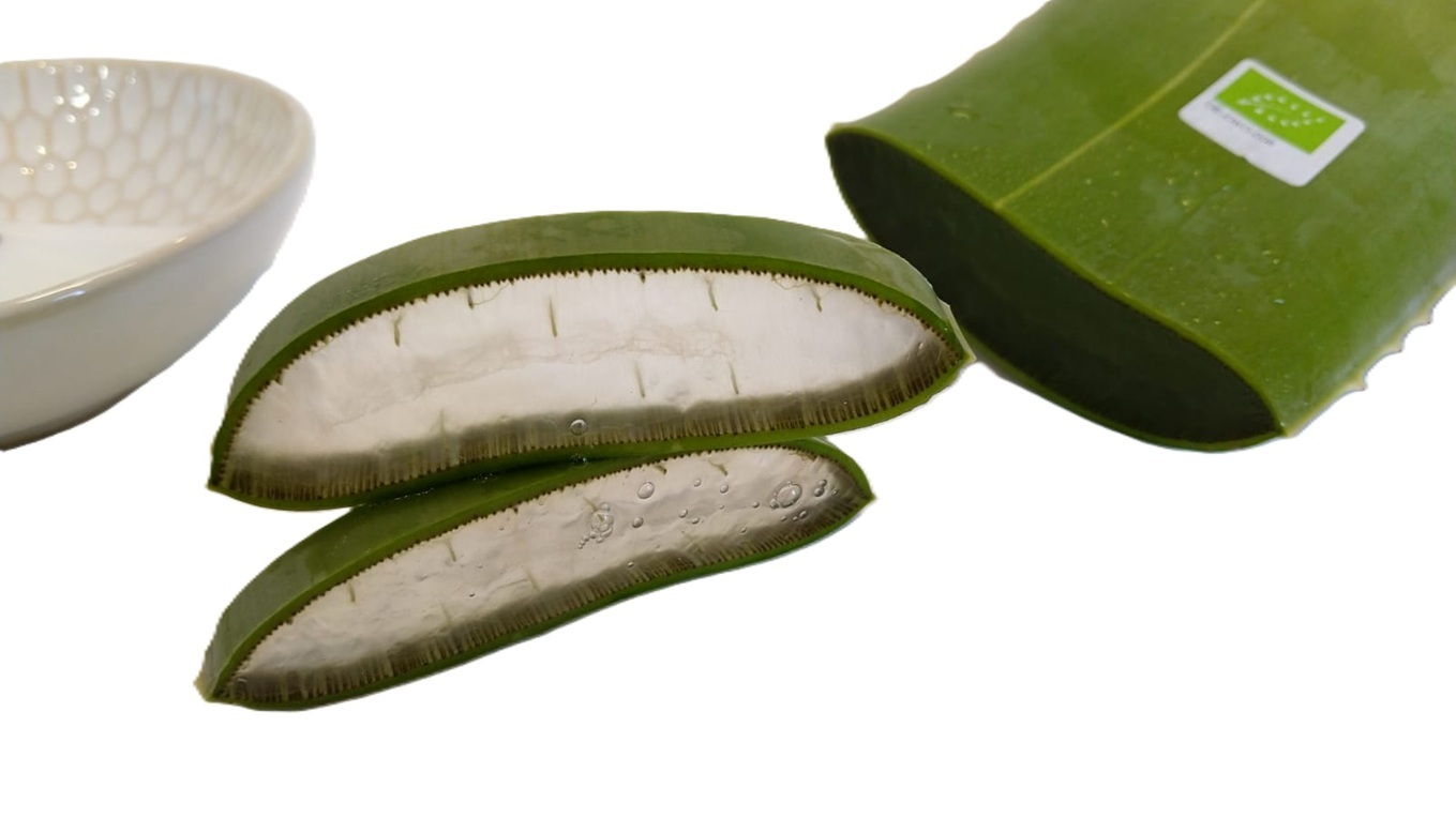 Aloe Vera Blatt